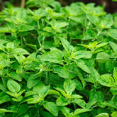 Hectarul - Seminte de oregano, 0,25 grame